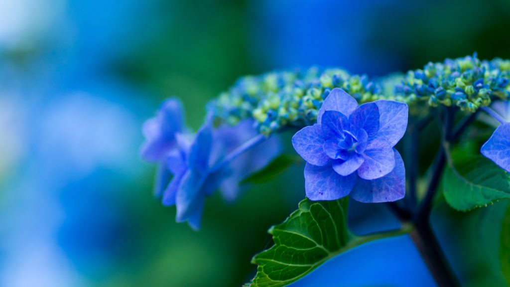紫陽花の花の写真